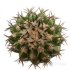  - DISCOCACTUS placentiformis aff. var. pulvinicapitatus f. nova, RNK 107, one pot, 5 pcs