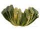 - HAWORTHIA truncata f. variegata, pot 5 cm