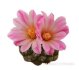  - STROMBOCACTUS x F2 esperanzae, 8 pcs., one pot