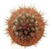  - JASMINOCEREUS thouarsii clone 2, one pot, one plant