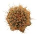  - JASMINOCEREUS thouarsii var. sclerocarpus clone 1, one pot, one plant