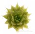  - HAWORTHIA luteorosae f. variagata