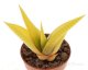  - HAWORTHIA limifolia f. variegata, one plant