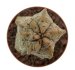  - EUPHORBIA abdelkuri, rooted offset, one plant