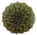  - EUPHORBIA gymnocalycioides, own roots, rooted offset, one plant