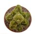  - PSEUDOLITHOS caput-viperae, pot 7 cm, one plant, grafted offset