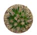  - MAMMILLARIA bertholdii GCG 10006, one pot, two SEEDLINGS