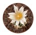  - TURBINICARPUS heliae GCG 10915, S of Actopan, Hgo., 8 pcs., 5 cm pot