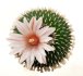  - PELECYPHORA pseudopectinata cv. Barbora, 1 plant, one pot, SEEDLING