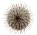  - MAMMILLARIA perezdelarosae ssp. andersoniana f. long spines GCG 12621, one 5-headed plant, one pot 