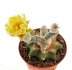  - ASTROPHYTUM caput-medusae x ASTROPHYTUM myriostigma cv. Onzuko, F1, grafted