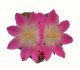  - AZTEKIUM valdezii GCG 10893, 1 pot 5 cm, 2 pcs. SEEDLINGS 