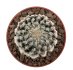  - DISCOCACTUS horstii, 2,5 cm SEEDLING ! one 5 cm pot
