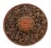  - GYMNOCALYCIUM ragonesei f. roseiflorum ex Zubr, 5 pcs. seedlings, one 5 cm pot