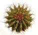  - UEBELMANNIA buiningii f. green RNK 55, Tromba d´Anta, 5 cm pots, 3 pcs., SEEDLINGS !!!