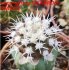  - COPIAPOA columna - alba GCG 15329b, f. white spines ex Gerardo Snicer