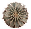 GEOHINTONIA mexicana, 5 cm pot, 3 pcs. SEEDLINGS