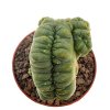 LOPHOPHORA alberto-vojtechii f. cristate, pot 9 cm, grafted