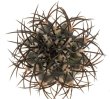 COPIAPOA griseoviolacea GCG 15034, mountain form, selection, 5 cm pot, SEEDLING