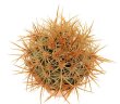 ECHINOCEREUS lindsayi f. yellow spines, grafted 