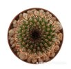 UEBELMANNIA meninensis x pectinifera, 6 cm pot, 3 pcs. seedlings