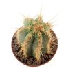PIERREBRAUNIA brauniorum ex Neirick ex Zahra ex Pierre Braun, 7 cm pot, rooted offset