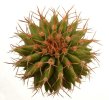 UEBELMANNIA buiningii f. green RNK 55, Tromba d´Anta, 7 cm pot, 10 pcs., SEEDLINGS !!!
