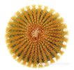 UEBELMANNIA pectinifera var. eriocactoides RNK 99, 3 pcs. SEEDLINGS, one 5 cm pot