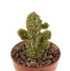 PSEUDOLITHOS dodsonianus, 6 cm pot, rooted offset