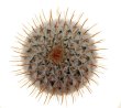 MAMMILLARIA perezdelarosae ssp. andersoniana f. longispina yellow spines GCG 12621