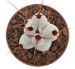 STENOCEREUS beneckei, 5 cm pot, own roots, rooted cutting