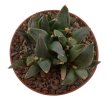 ARIOCARPUS furfuraceus var. rostratus Cassa Blanca ex Pavlík, 8 cm pot, SEEDLING