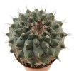 STROMBOCACTUS corregidorae VM 974, 6 cm pot, 4 pcs. SEEDLINGS