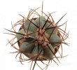 ECHINOCACTUS horizonthalonius var. diabolicus GCG 13236, 5 cm pot, SEEDLING