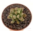 CRASSULA ausensis ssp. titanopsis, SEEDLING