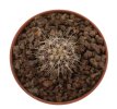 COPIAPOA x C. scopulina GCG 15037, selection, 5 cm pot, 2 pcs., SEEDLINGS