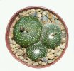BLOSSFELDIA spec., 6 cm pot, 2 pcs., SEEDLINGS + seeds + Dorstenia foetida weed ...