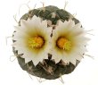 STROMBOCACTUS disciformis var. minimus VM 207, 5cm pot, BIG THREE - HEADED SEEDLING