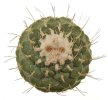 STROMBOCACTUS disciformis, 6,5 cm pot, 3,7 cm, SEEDLING