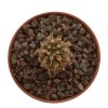 COPIAPOA columna - alba GCG 15008b, 5 cm pot, SEEDLING