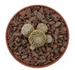 COPIAPOA laui, 6 cm pot, 3 pcs., SEEDLINGS