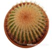 UEBELMANNIA pectinifera aff. RNK 96 dark plants, 7 seeds