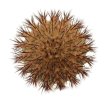 UEBELMANNIA pectinifera aff. flavispina x inhaiensis n. prov., RNK 46, Chapada, 4 seeds