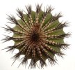 UEBELMANNIA pectinifera var. inhaiensis n.n. RNK 14, 50 seeds