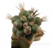 ORTEGOCACTUS macdougallii cv. Emil, 6 cm pot, grafted offset