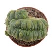 LOPHOPHORA alberto-vojtechii f. cristate, pot 6 cm, grafted