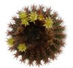 UEBELMANNIA pectinifera var. crebrispina aff., RNK 95, 5 seeds