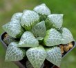 HAWORTHIA comptoniana cv. Suishio