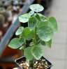 ADENIA keramanthus