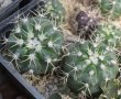 DISCOCACTUS boliviensis, own roots, rooted offset